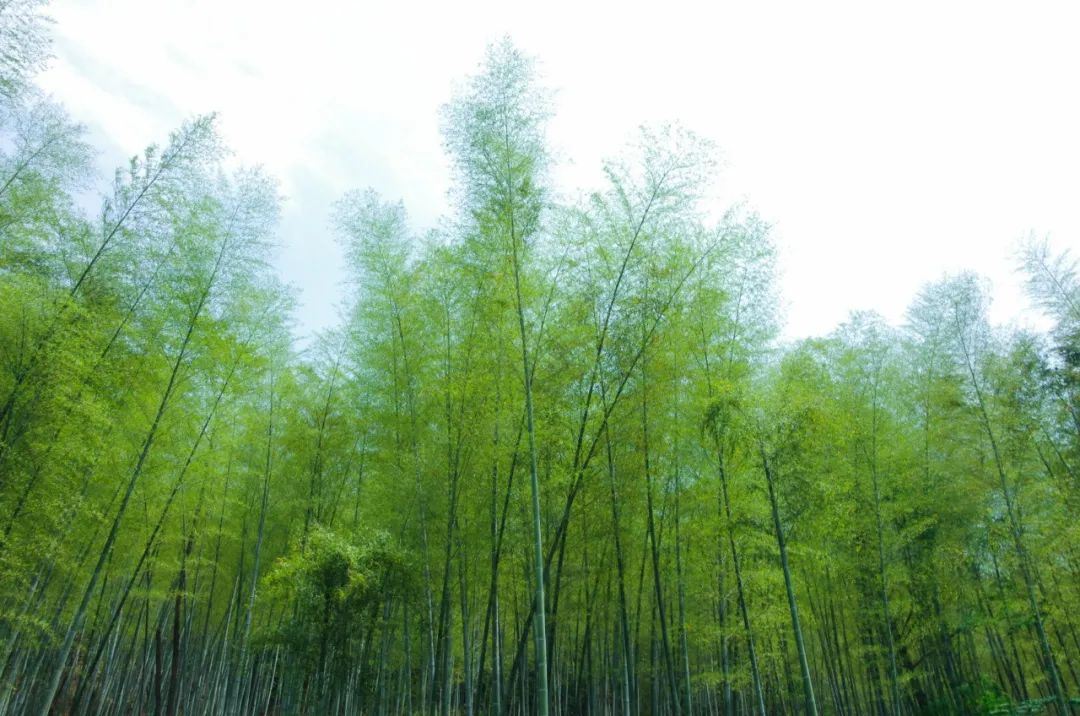 每日一诗|二月初五《春夜》 唐·虞世南